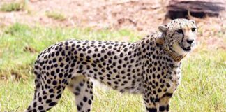 What caused the death of a leopard originally from Namibia?