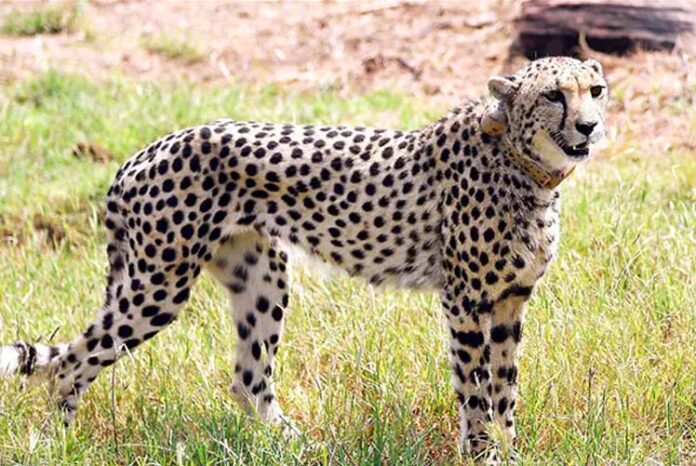 What caused the death of a leopard originally from Namibia?