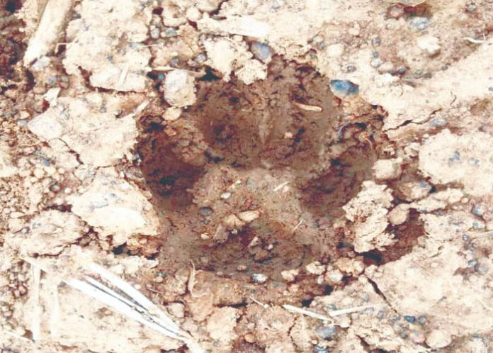 ನಾಲ್ಕು ಚಿರತೆಗಳ ಹೆಜ್ಜೆ ಗುರುತು ಪತ್ತೆ