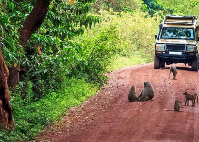 ಪಣಸೋಲಿ ವನ್ಯ ಜೀವಿ ವಿಭಾಗದಲ್ಲಿ ಜಂಗಲ್ ಸಫಾರಿ ಗೆ ಬ್ರೇಕ್!