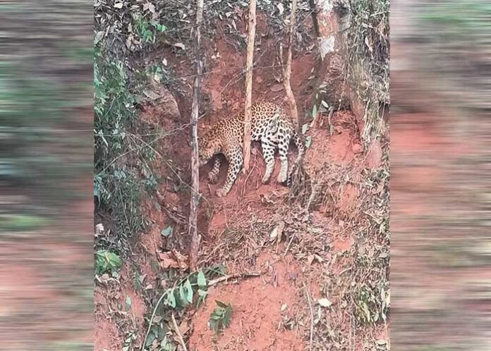 A leopard got stuck in a trap set to catch a wild boar