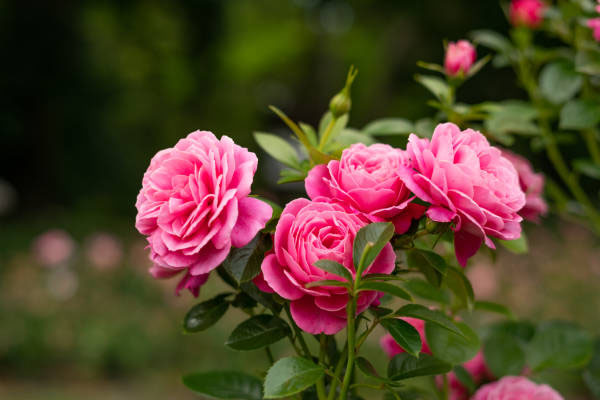 rose plant
