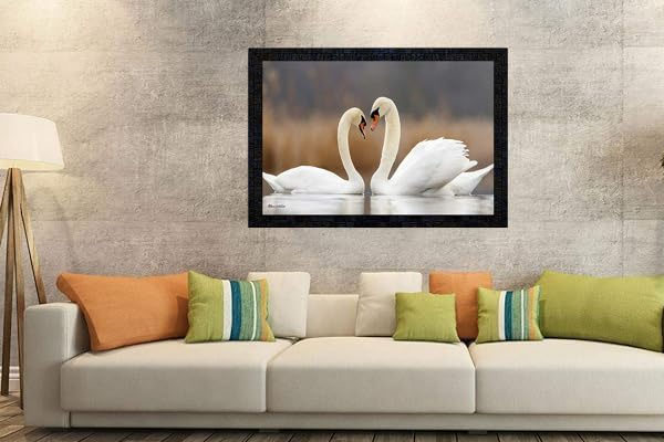 swan