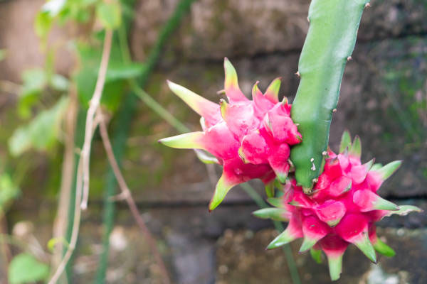 Gardening | ನೀವೂ ಕೂಡ ಬಾಲ್ಕನಿಯಲ್ಲೇ ಡ್ರ್ಯಾಗನ್ ಫ್ರೂಟ್ ಬೆಳೆಸಬಹುದು!
