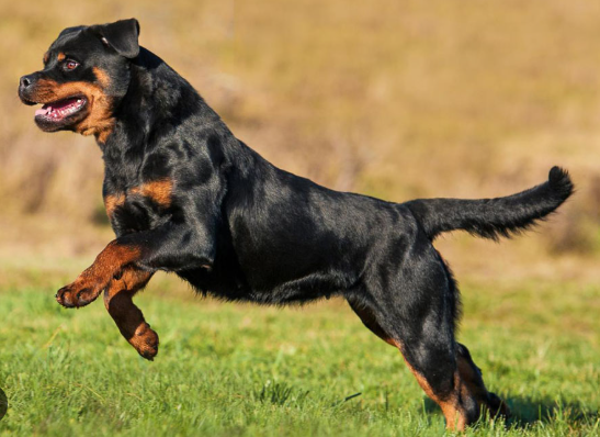 ಮೃತ್ಯುರೂಪಿಯಾದ ಸಾಕುನಾಯಿ: ನಾಲ್ಕು ವರುಷದ ಕಂದಮ್ಮನ ಮೇಲೆ ಅಟ್ಯಾಕ್!