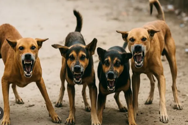 ಬೆಂಗಳೂರಿನ ಜನತೆಗೆ ಸಿಹಿ ಸುದ್ದಿ: 2,500ಕ್ಕೂ ಅಧಿಕ ‘ಡೆಂಜರಸ್’ ನಾಯಿಗಳ ಸೆರೆಗೆ ಮುಹೂರ್ತ ಫಿಕ್ಸ್!