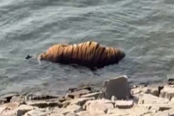 ಸ್ಕೂಟರ್‌ ಕ್ಲಚ್‌ ವೈರ್‌ ಉರುಳಿಗೆ ಹುಲಿ ಸಾ*ವು: ತನಿಖೆಗೆ ಮುಂದಾದ ಅರಣ್ಯ ಇಲಾಖೆ