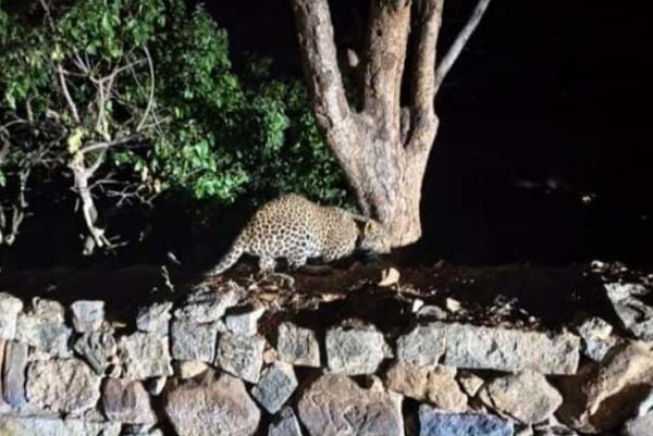 ಮಲೆ ಮಹದೇಶ್ವರ ಬೆಟ್ಟದ ಕ್ರಾಸ್‌ ಬಳಿ ಮತ್ತೆ ಕಾಣಿಸಿದ ಚಿರತೆ, ಭಯಭೀತರಾದ ಜನ