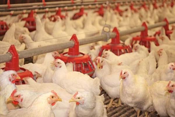 ಆಂಧ್ರದ ಚಿತ್ತೂರಿನಲ್ಲಿ ಹಕ್ಕಿ ಜ್ವರ ಪತ್ತೆ, ಕೊಪ್ಪಳದಲ್ಲಿ ತೀವ್ರ ನಿಗಾ