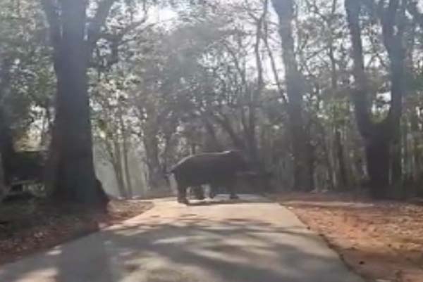 ಚಿಕ್ಕಮಗಳೂರು ಹೈವೇಗೆ ಈ ಒಂಟಿ ಸಲಗವೇ ರಾಜ, ಓಡಾಡ್ಬೇಡಿ ಎಂದು ಜನರಿಗೆ ಎಚ್ಚರಿಕೆ