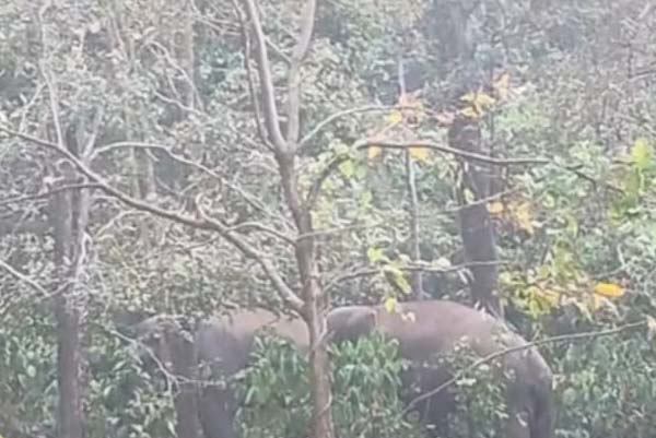 ಕಾಡಲ್ಲಿ ಅಲೆದು ಬೋರ್‌ ಆಯ್ತು, ಚಿಕ್ಕಮಗಳೂರು ಸಿಟಿ ರೌಂಡ್ಸ್‌ ಹಾಕೋಕೆ ರೆಡಿಯಾದ ಆನೆಗಳು