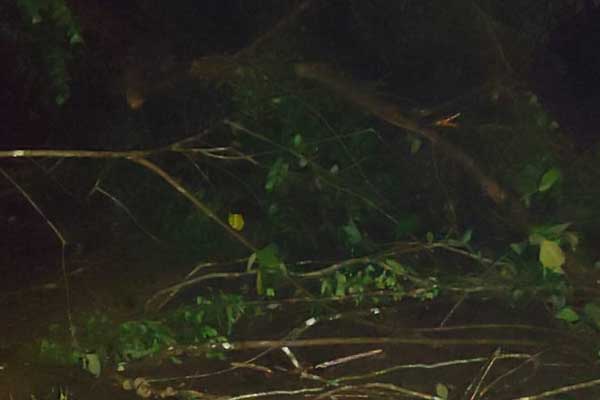 ಇಳೆಗೆ ಮತ್ತೆ ತಂಪೆರೆದ ವರುಣ: ಸುಬ್ರಹ್ಮಣ್ಯ, ಬೆಳ್ತಂಗಡಿ, ಕಾರ್ಕಳದ ವಿವಿಧೆಡೆ ಭಾರೀ ಮಳೆ