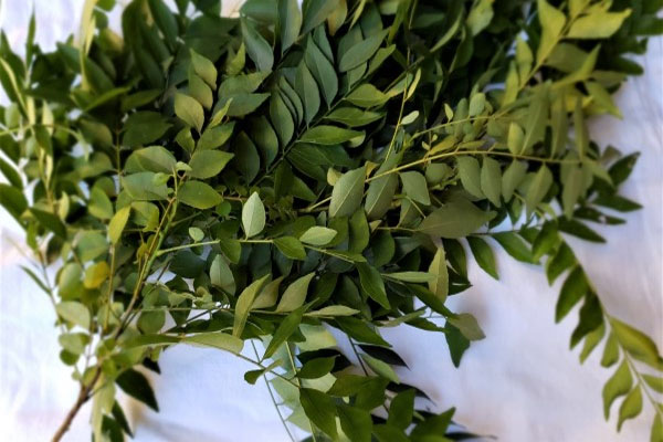 Kitchen Tips | ಕರಿಬೇವು ಸೊಪ್ಪು ಒಣಗಿ ಒಗ್ಗರಣೆಗೆ ಪರಿಮಳನೇ ಬರ್ತಿಲ್ವಾ? ಈ ಸ್ಮಾರ್ಟ್ ಟಿಪ್ಸ್ ಟ್ರೈ ಮಾಡಿ