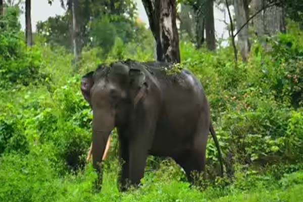 ಮಡಿಕೇರಿಯಲ್ಲಿ ದುರಂತ: ಪ್ರವಾಸಿಗನ ಮೇಲೆ ಕಾಡಾನೆ ದಾಳಿ, ಸ್ಥಳದಲ್ಲೇ ಸಾ*ವು