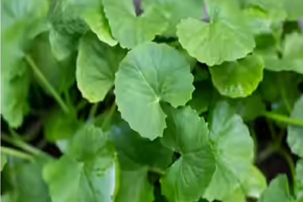 Why So | ನಮ್ಮೂರಲ್ಲಿ ಸಣ್ಣ ಮಕ್ಕಳಿಗೆ ಒಂದೆಲಗದ ರಸ ಕುಡಿಸ್ತಾರೆ ಯಾಕೆ ಗೊತ್ತಾ?