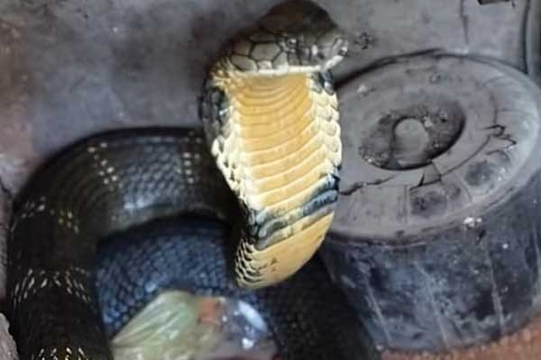 ಅಡುಗೆ ಮನೆಯಲ್ಲಿ ಬೆಚ್ಚನೆ ಮಲಗಿದ ಕಾಳಿಂಗ: ಭಯ ಹುಟ್ಟಿಸಿದ್ದ ಸರ್ಪವನ್ನು ಕೊನೆಗೂ ಸೆರೆಹಿಡಿದ ಉರಗ ರಕ್ಷಕ!