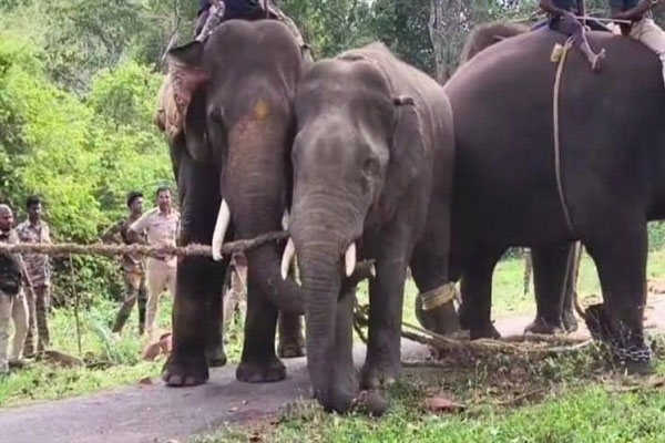 ಆನೆ ಶಿಬಿರಗಳಿಗೆ ಹೊಸ ರೂಲ್ಸ್‌: ಪ್ರವಾಸಿಗರಿಗೆ 30 ಅಡಿ ಅಂತರ ಕಡ್ಡಾಯ, ಆನೆಗಳಿಗೆ ಆಹಾರ ಕೊಡುವಂತಿಲ್ಲ
