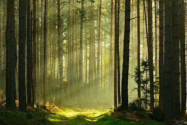 World Forest Day | ಈ ದಿನನಾದ್ರೂ ಒಂದು ಗಿಡ ನೆಡಿ, ಒಳ್ಳೆ ಕೆಲಸ ನಿಮ್ಮಿಂದಲೇ ಶುರುವಾಗ್ಲಿ