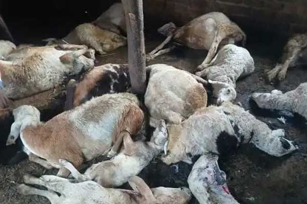 ತುಮಕೂರಿನ ದುರ್ಗದಹಳ್ಳಿ ಬಳಿ ಚಿರತೆ ದಾಳಿಗೆ 21 ಕುರಿಗಳು ಸಾವು