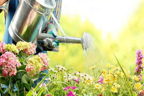 TIPS | ನಿಮ್ಮ ಕೈದೋಟ ಹಸಿರಾಗಿರಬೇಕೇ? ಬೇಸಿಗೆಯ ಈ ವಾಟರಿಂಗ್ ಟಿಪ್ಸ್ ಫಾಲೋ ಮಾಡಿ