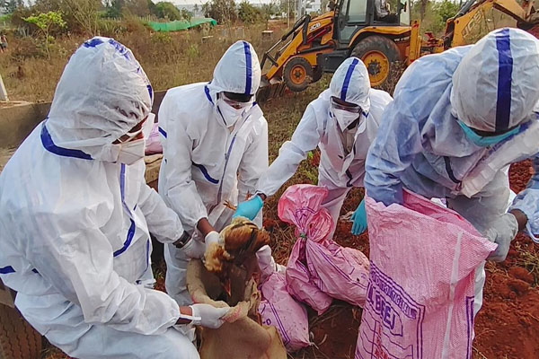 ಮಾನವರಿಗೆ ಎಚ್5ಎನ್1 ಸೋಂಕು ಹರಡಿಲ್ಲ: ಹೆಸರಘಟ್ಟದಲ್ಲಿ ಹಕ್ಕಿಜ್ವರ ನಿಯಂತ್ರಣ ಯಶಸ್ವಿ