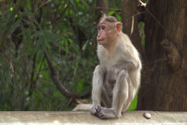 ಸಿದ್ದಾಪುರ, ಶಿರಸಿ ಸಹಿತ ಉತ್ತರ ಕನ್ನಡದ ಐದು ತಾಲೂಕುಗಳಲ್ಲಿ ಮಂಗನಕಾಯಿಲೆ: ನಿಯಂತ್ರಣಕ್ಕೆ ಆರೋಗ್ಯ ಇಲಾಖೆಯಿಂದ ಸಮರೋಪಾದಿ ಕ್ರಮ