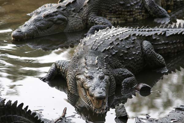 SHOCKING | ಕೃಷ್ಣಾ ನದಿಯ ಬಳಿ ಕುರಿಗಾಹಿ ಮೇಲೆ ಮೊಸಳೆ ಡೆಡ್ಲಿ ಅಟ್ಯಾಕ್‌, ಬಲಗೈ ಕಟ್‌