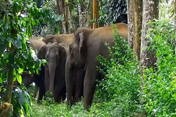 ಕಾಫಿತೋಟಕ್ಕೆ ನುಗ್ಗಿದ್ದ ಕಾಡಾನೆಗಳ ಗ್ಯಾಂಗ್‌ನ್ನು ವಾಪಾಸ್‌ ಕಾಡಿಗಟ್ಟಿದ ಅರಣ್ಯ ಇಲಾಖೆ ಸಿಬ್ಬಂದಿ!