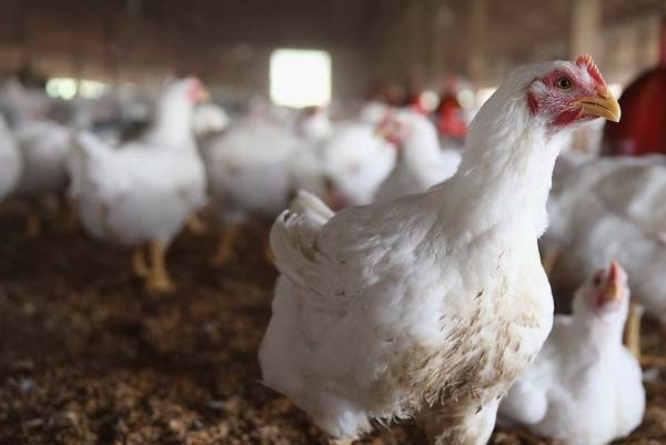 SHOCKING | ಚಿಕನ್‌ ಪ್ರಿಯರೇ ಎಚ್ಚರ! ರಾಜ್ಯಕ್ಕೂ ಕಾಲಿಟ್ಟಿದೆ ಹಕ್ಕಿಜ್ವರ, ಪೌಲ್ಟ್ರಿ ಬಂದ್‌