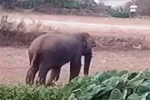 ತನ್ನ ಜೊತೆಗಾರರಿಂದ ತಪ್ಪಿಸಿಕೊಂಡು ಸಿಟಿಗೆ ಬಂದುಬಿಟ್ಟು ಕಂಗಾಲಾದ ಕಾಡಾನೆ