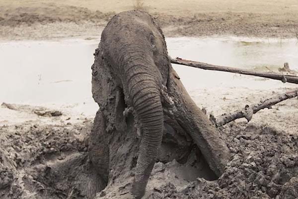 ದಾಹ ನೀಗಿಸಿಕೊಳ್ಳಲು ಹೋಗಿ ಕೆಸರಿನಲ್ಲಿ ಸಿಲುಕಿಕೊಂಡಿದ್ದ ಕಾಡಾನೆ ಸಾ*ವು