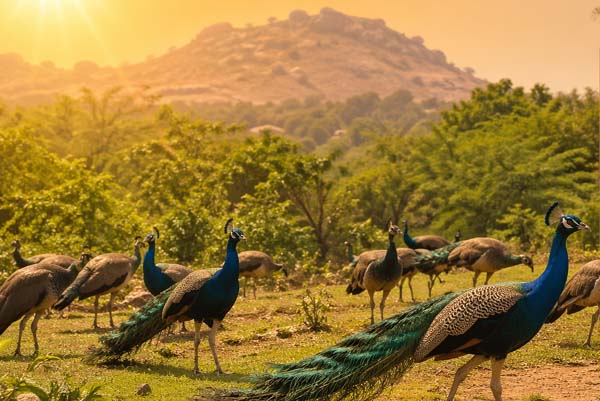 ಹೀಟ್‌ಸ್ಟ್ರೋಕ್‌ನಿಂದ ತುಮಕೂರಿನಲ್ಲಿ 32 ನವಿಲುಗಳ ಸಾವು?