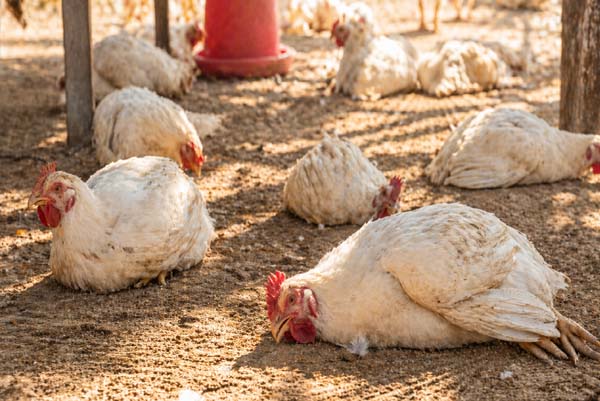 HEATWAVE | ಬಿಸಿಲಿಗೆ ಸಾಯ್ತಾ ಇವೆ ಕೋಳಿ-ಮೀನುಗಳು, ಉದ್ಯಮಿಗಳಿಗೆ ಭಾರೀ ಸಂಕಷ್ಟ