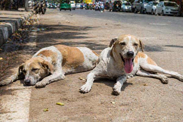 ಬೇಸಿಗೆಯ ತಾಪಮಾನ ತಾಳಲಾರದೇ ಮೈಸೂರಿನಲ್ಲಿ ಎರಡು ಶ್ವಾನಗಳ ಸಾ*ವು