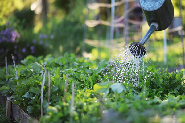 Gardening | ಬೇಸಿಗೆ ಕಾಲದಲ್ಲಿ ಗಿಡಗಳಿಗೆ ನೀರು ಹಾಕೋದು ಯಾವಾಗ? ಬೆಳಿಗ್ಗೆನಾ? ಸಂಜೆನಾ?