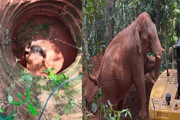 ಏಳು ಗಂಟೆಗಳ ಸತತ ಕಾರ್ಯಾಚರಣೆ ಯಶಸ್ಸು: ಬಾವಿಗೆ ಬಿದ್ದ ಕಾಡಾನೆ ಕೊನೆಗೂ ರಕ್ಷಣೆ!