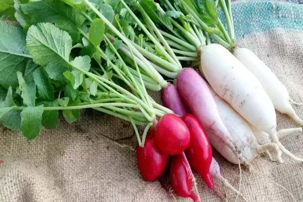HEALTH | ಹೊಳೆಯುವ ತ್ವಚೆ, ತೂಕ ಇಳಿಕೆಗೆ ಮೂಲಂಗಿ ಮದ್ದು: ಮಹಿಳೆಯರು ತಿಳಿಯಲೇಬೇಕಾದ ಮಾಹಿತಿ!