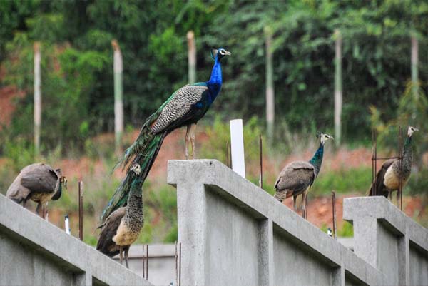 ತುಮಕೂರಿನಲ್ಲಿ ನವಿಲುಗಳ ಸಾವಿಗೆ ‘H5N1’ ಸೋಂಕು ಕಾರಣ! ಹಕ್ಕಿಜ್ವರದ ಆತಂಕ
