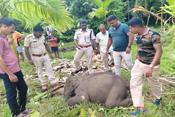 ದಕ್ಷಿಣ ಕನ್ನಡದಲ್ಲೂ ಆನೆ ಕಾಳಗ: ಸಲಗಗಳ ಸಿಟ್ಟಿಗೆ ಮರಿಯಾನೆ ಬಲಿ?