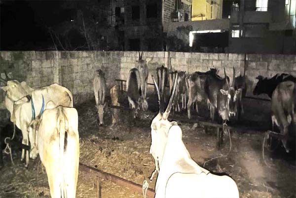 ಬಕ್ರೀದ್‌ಗಾಗಿ ಕೂಡಿಹಾಕಿದ್ದ 80ಕ್ಕೂ ಹೆಚ್ಚು ಗೋವುಗಳನ್ನು ರಕ್ಷಿಸಿದ ತುಮಕೂರು ಪೊಲೀಸರು