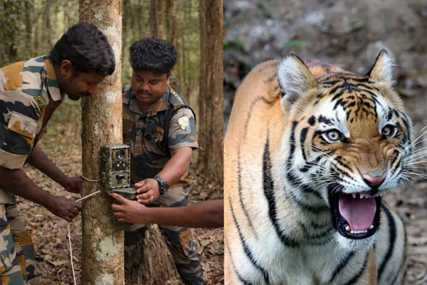 ಹುಲಿ ಸಮೀಕ್ಷೆ ಮಧ್ಯೆ ಕಳ್ಳರ ಕೈಚಳಕ: 25 ಸಾವಿರ ರೂ ಮೌಲ್ಯದ ಕ್ಯಾಮೆರಾ ನಾಪತ್ತೆ
