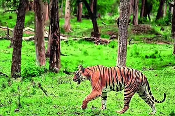 ಪ್ರವಾಸಿಗರೇ ಗಮನಿಸಿ: ಇನ್ಮುಂದೆ ವನ್ಯಜೀವಿಗಳು ಸಂಚರಿಸುವ ಚಾರಣಪಥಗಳಲ್ಲಿ ನೋ ಎಂಟ್ರಿ!