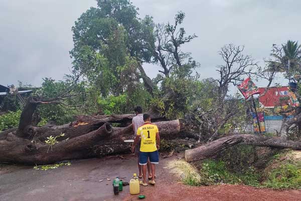 ಮಿಂಚು, ಗಾಳಿ ಸಹಿತ ಭಾರೀ ಮಳೆ: ಮುಂಡಗೋಡ-ಯಲ್ಲಾಪುರ ರಸ್ತೆಗೆ ಉರುಳಿದ ಮರ