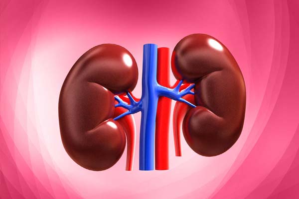 HEALTH | ಕಿಡ್ನಿ ಕಲ್ಲುಗಳ ಸಮಸ್ಯೆಗೆ ಗುಡ್‌ಬೈ ಹೇಳಿ: ಮೂತ್ರಪಿಂಡವನ್ನು ಆರೋಗ್ಯವಾಗಿಡಲು ಇಲ್ಲಿದೆ ಸರಳ ಸೂತ್ರಗಳು!