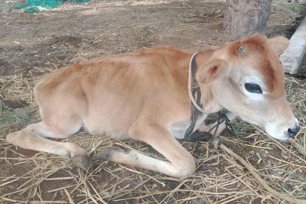 ಕೊಡಗಿನಲ್ಲಿ ಮನೆ, ತೋಟ ನಂತರ ಈಗ ಹಟ್ಟಿಗೇ ಲಗ್ಗೆ: ಮಲಗಿದ್ದ ಕರುವಿನ‌ ಮೇಲೆ ಎರಗಿದ ಸಲಗ