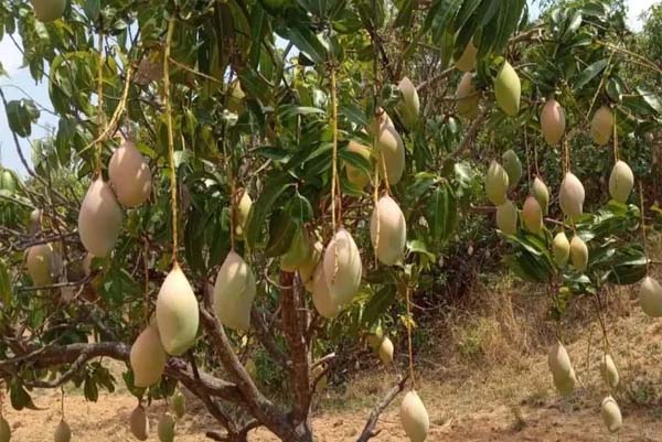ಮಾವು ಬೆಳೆಗಾರರ ಕಣ್ಣೀರಿಗೆ ಕರಗಿದ ಕೇಂದ್ರ, ತೋತಾಪುರಿ ಬೆಳೆಗೆ ಸಹಾಯಧನ ಘೋಷಣೆ
