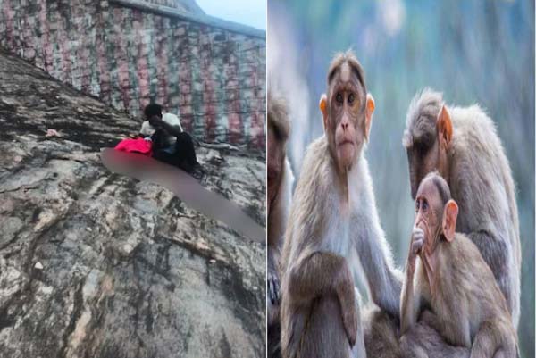 ಕೈಯಲ್ಲಿದ್ದ ಹಣ್ಣಿಗಾಗಿ ಓಡಿಬಂದ ಮಂಗಗಳು, ಬೆಟ್ಟದಿಂದ ಕಾಲು ಜಾರಿ ಬಿದ್ದು ಮಹಿಳೆ ಸಾವು