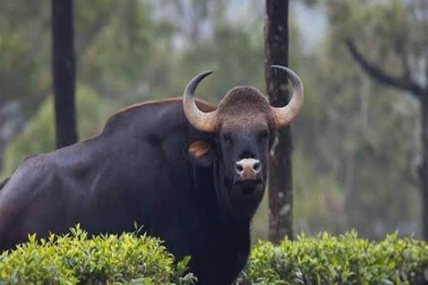 ಕಳಸದಲ್ಲಿ ಭೀಕರ ದುರಂತ: ಕಾಡುಕೋಣ ದಾಳಿ ಮತ್ತೊಂದು ಜೀವ ಬಲಿ!
