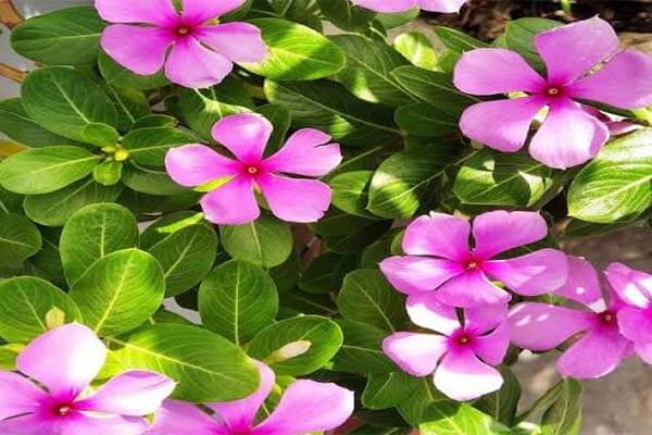 HEALTH| ನಿಮ್ಮ ಮನೆಯಂಗಳದ ‘ನಿತ್ಯ ಪುಷ್ಪ’ ಕೇವಲ ಹೂವಿನ ಗಿಡವಲ್ಲ, ಇದೊಂದು ದಿವ್ಯ ಔಷಧ!