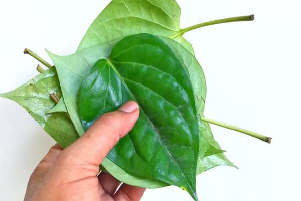 Wellness| ಚಿಕ್ಕ-ಪುಟ್ಟ ಕಾಯಿಲೆಗಳಿಗೆ ಡಾಕ್ಟರ್ ಬಳಿ ಹೋಗುವ ಮುನ್ನ ಈ ಹಸಿರು ಎಲೆಯ ಮಹಿಮೆ ತಿಳಿಯಿರಿ!